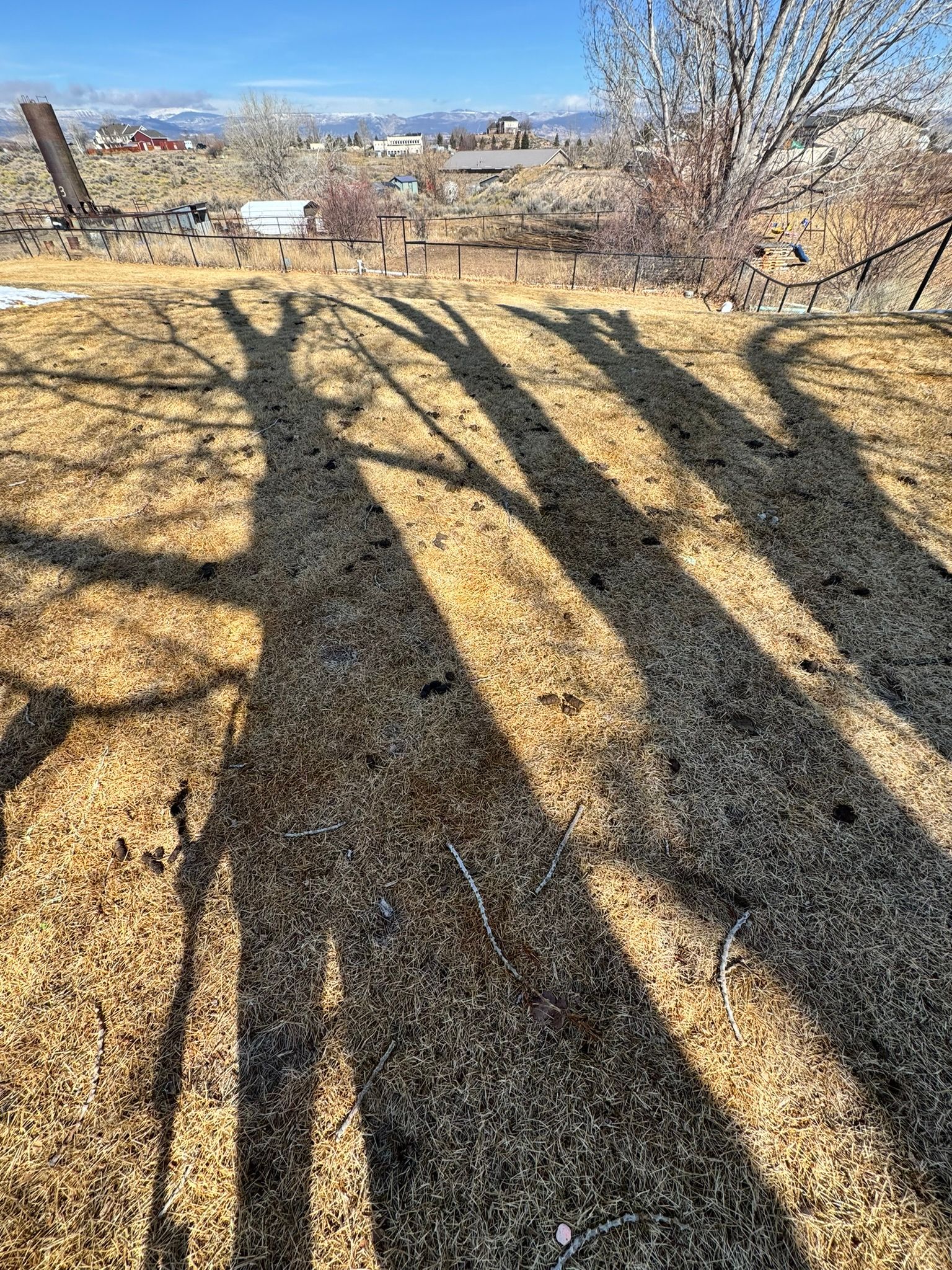 The shadows of trees are cast on the ground in a field.