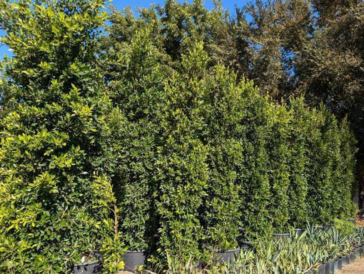 Row of green, leafy hedges; possibly a nursery or outdoor garden setting.