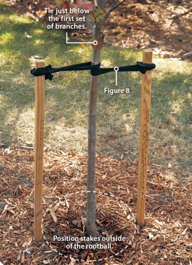 A picture of a tree with the words tie just below the first set of branches.