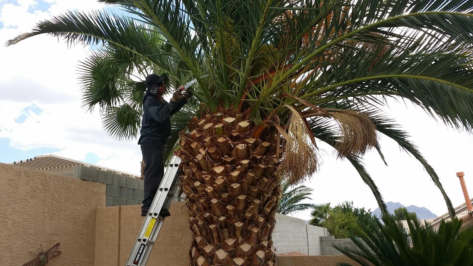 A man is standing on a ladder cutting a palm tree.