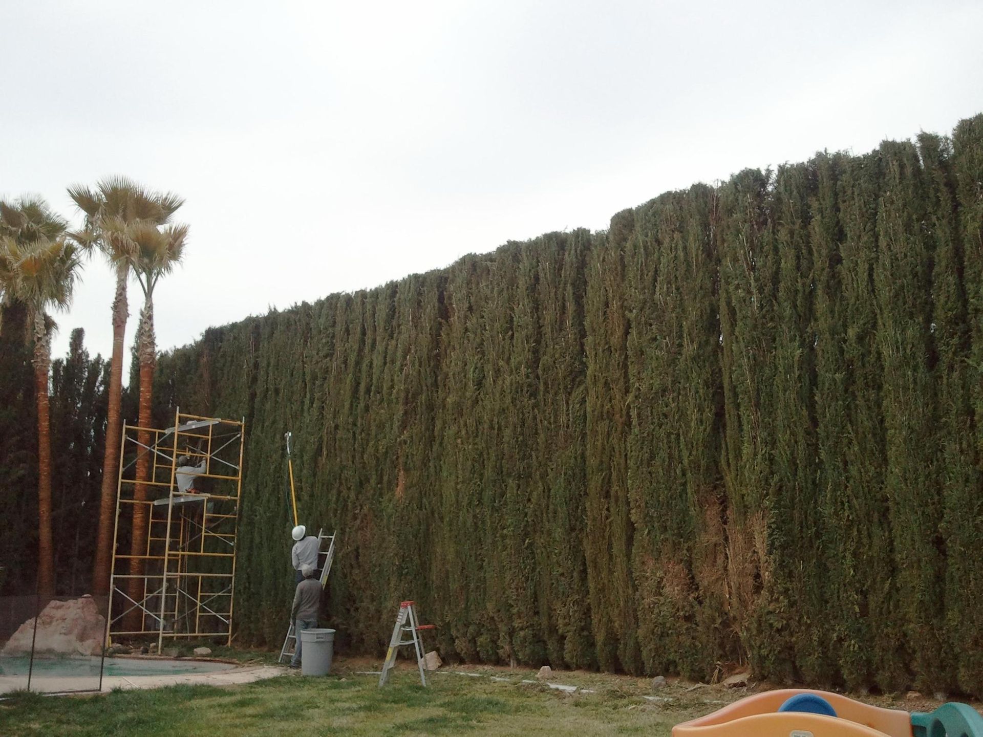 A large hedge is being built in a backyard.