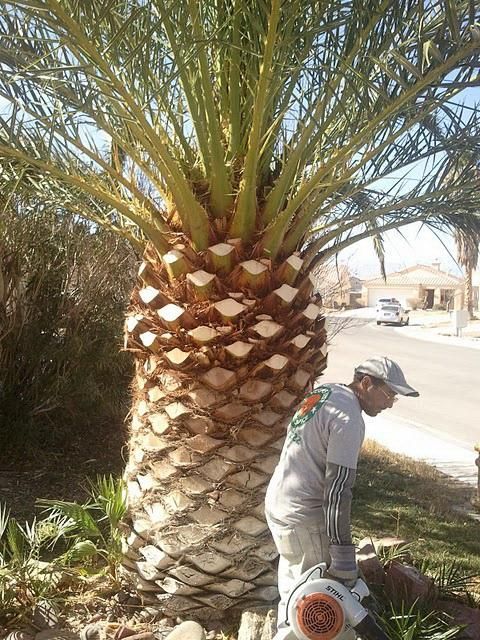 A man is standing next to a large palm tree.