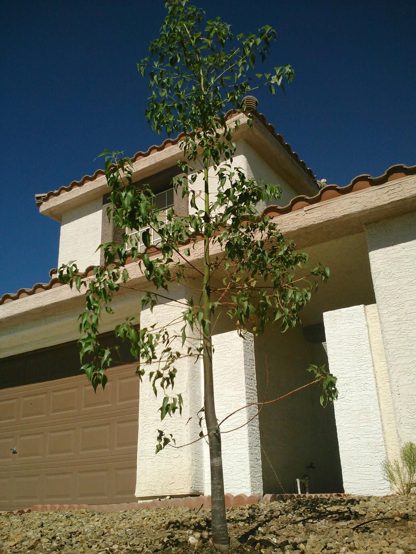 A house with a tree in front of it.