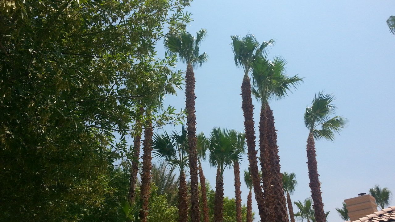A group of men are standing around a large tree being lifted by a crane.