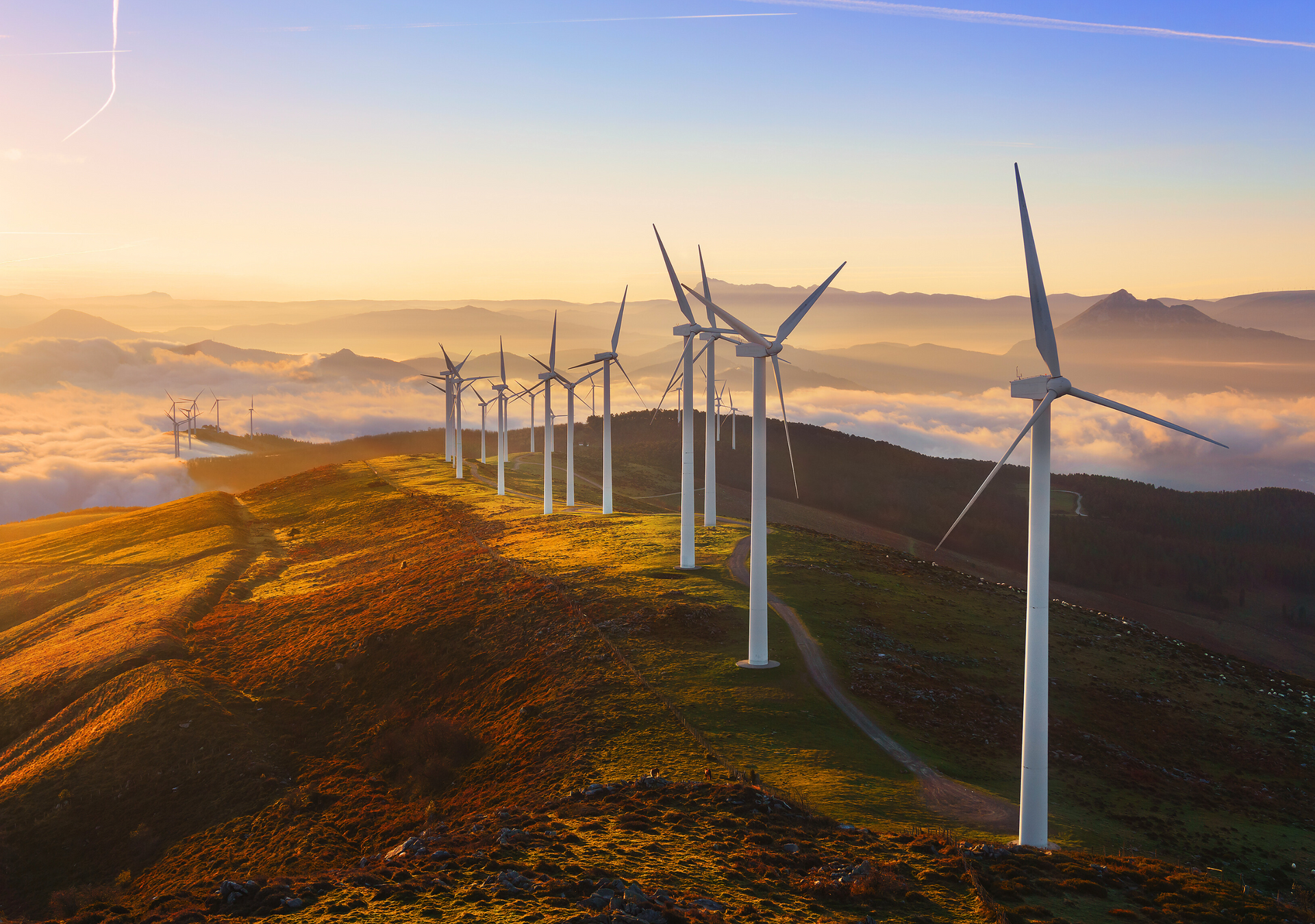 A lush green lawn with flowers and bushes in the background.