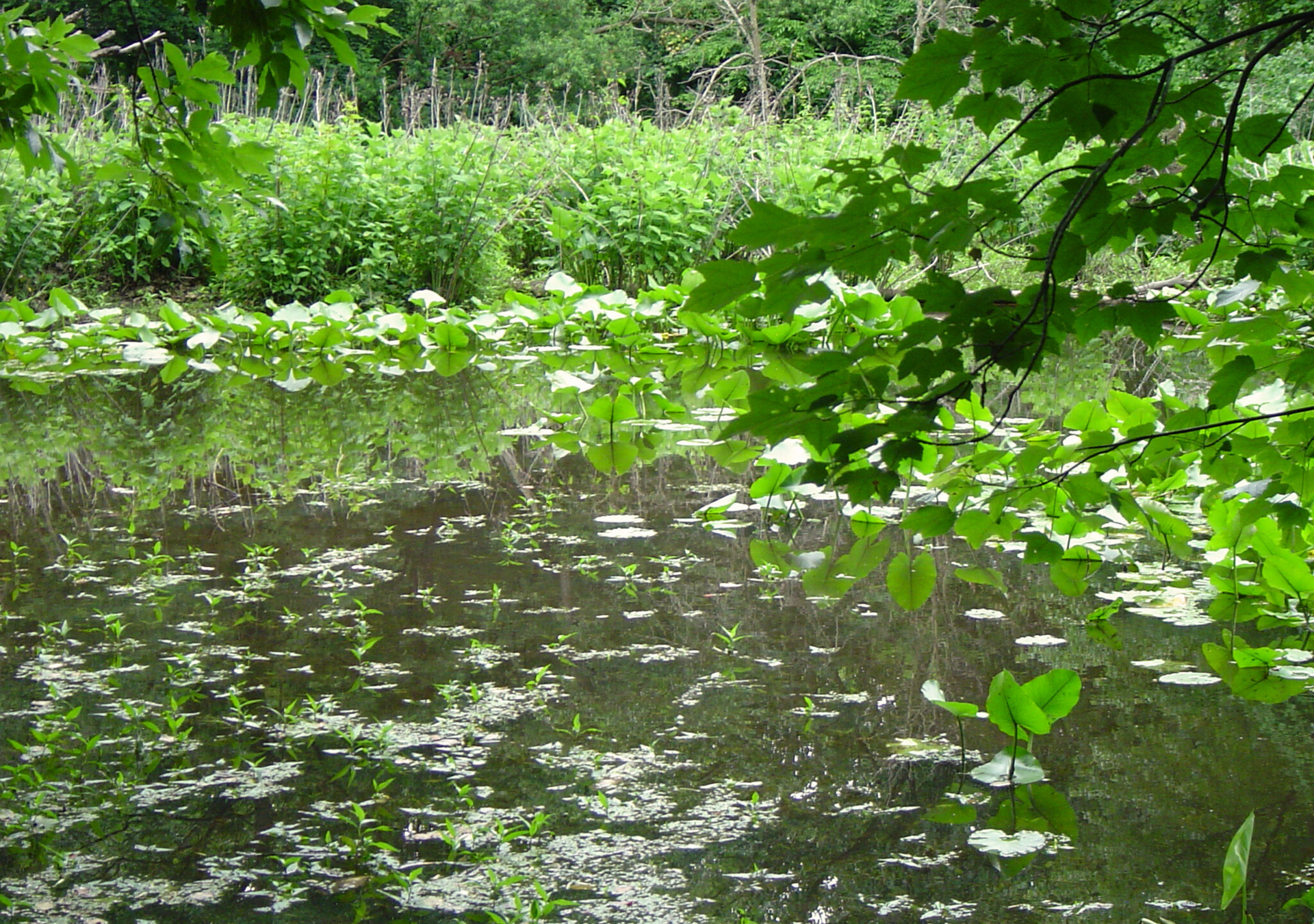 A swamp with lots of green plants and trees.