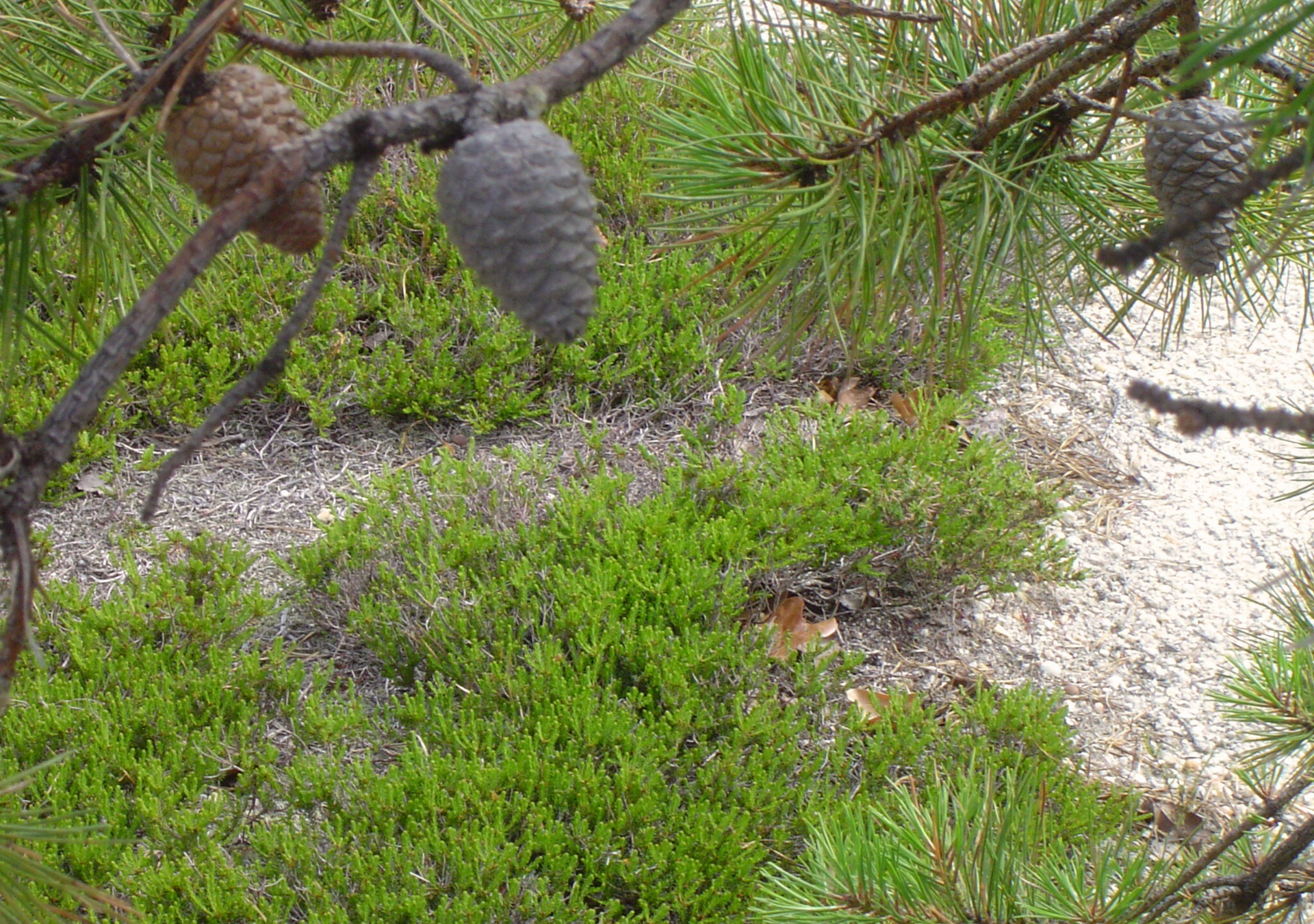 A close up of a pine tree with cones hanging from it.