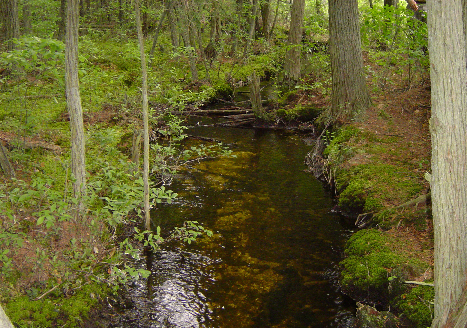 A small stream in the middle of a forest.