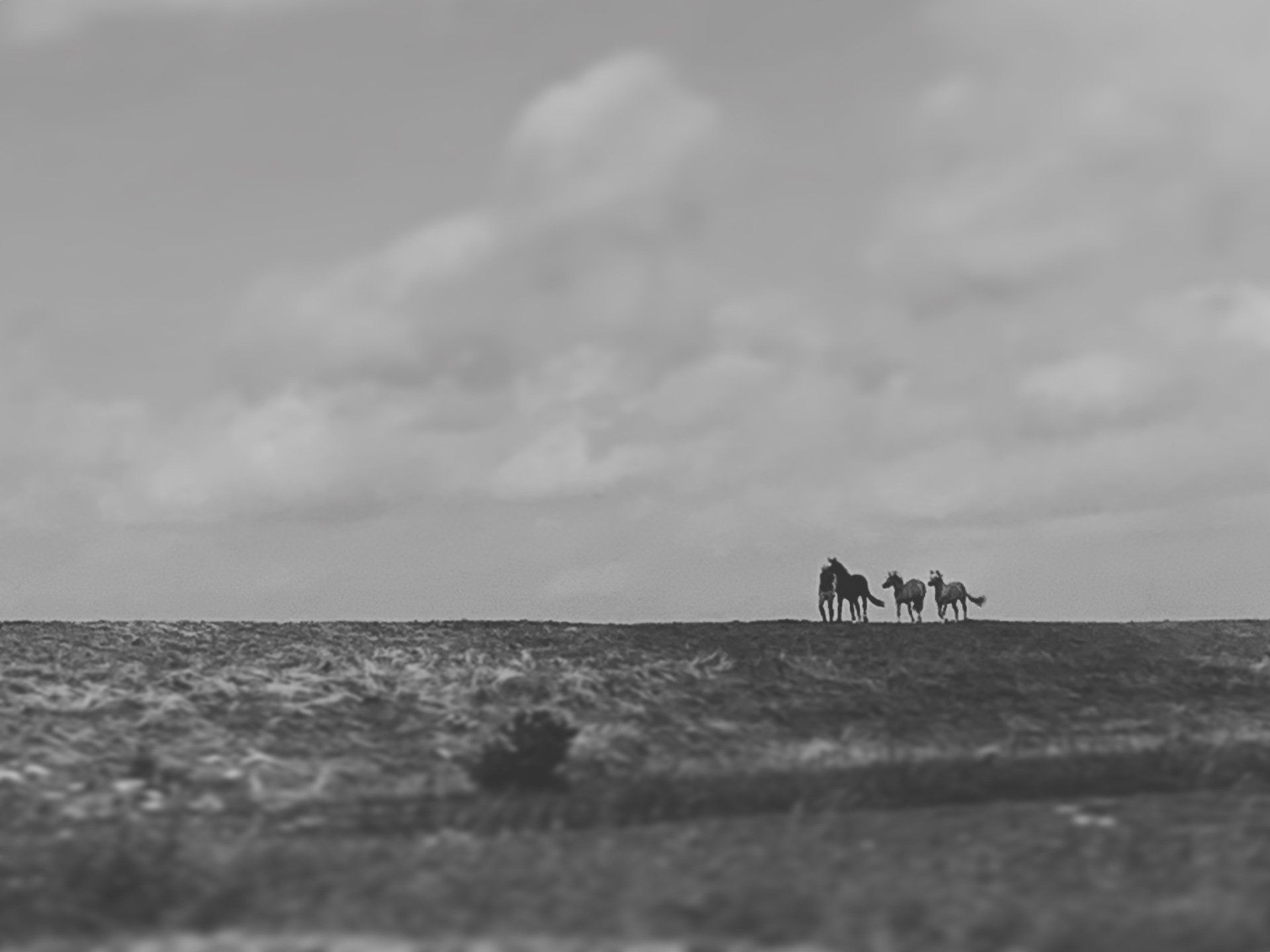 Een zwart-witfoto van drie paarden die bovenop een heuvel staan met uitzicht op de oceaan. Bij informatie over IFS relatietherapie.