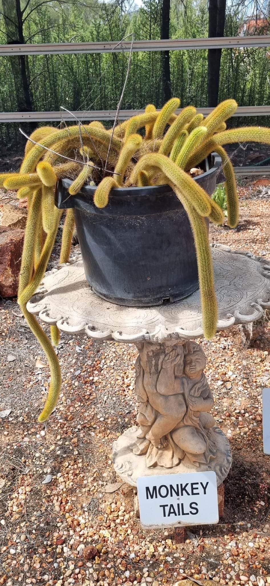 Monkey Tails — Queensland, AUS — Down Under Tours