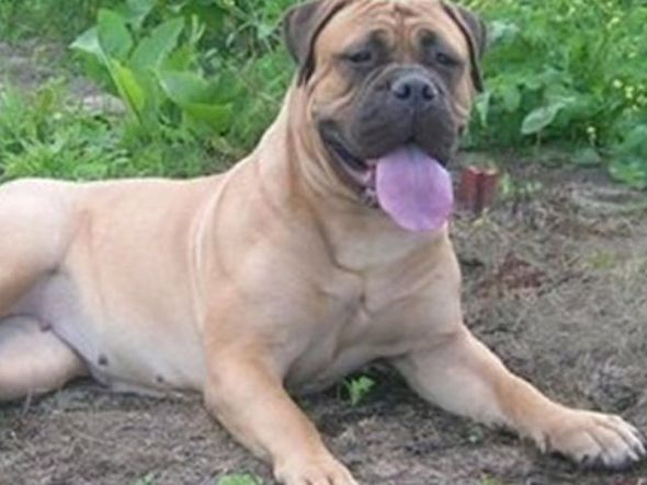 Fundo Fêmea Fila Brasileira O Cão Guardião Do Brasil Foto E Imagem