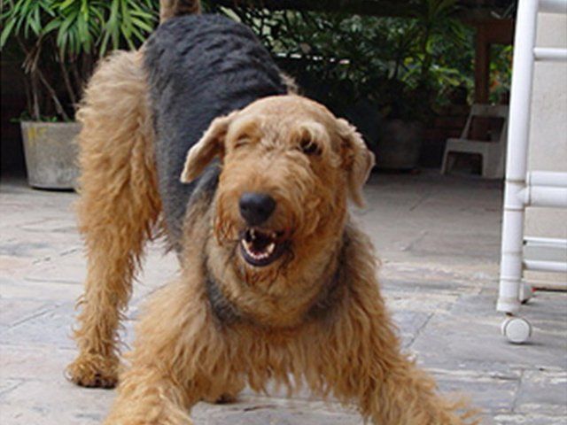 Bonita Raça Boxer Branco Cão Com Marcas Marrons Pretas Focinho