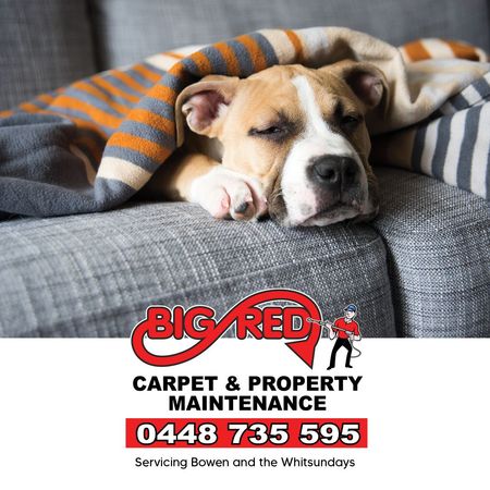 A Person Wearing Blue Gloves Is Cleaning A Couch With A Vacuum Cleaner — Big Red Carpet & Property Maintenance In Bowen, QLD