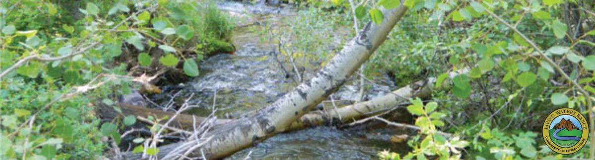 A tree branch is hanging over a stream in the woods.