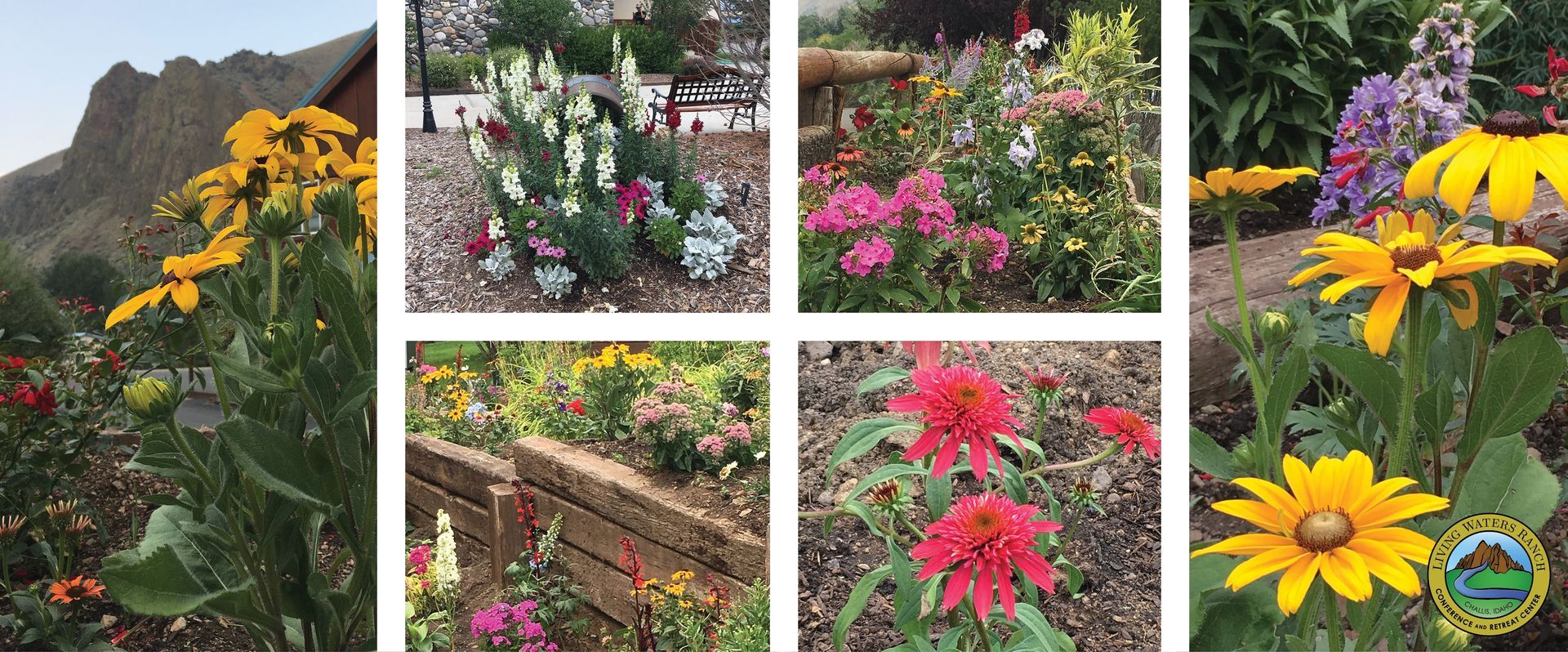A collage of four pictures of flowers in a garden.