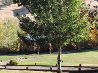 A tree in the middle of a grassy field with a house in the background.