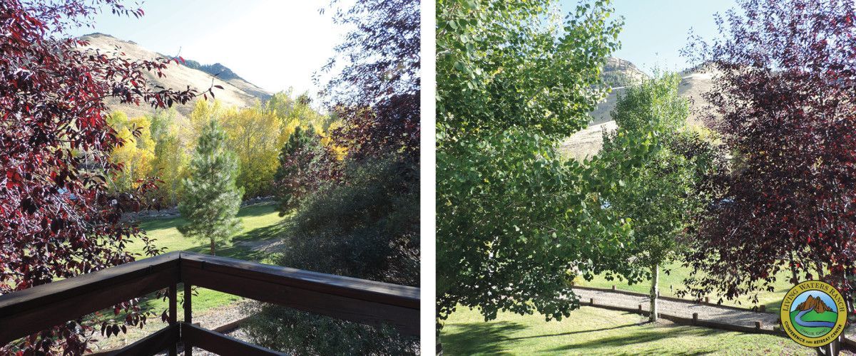 A before and after picture of a park with trees