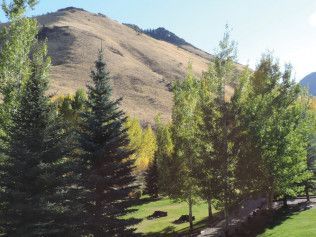 A lush green forest with a mountain in the background