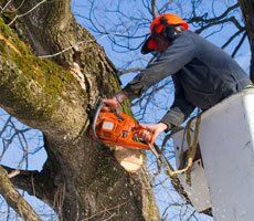 Tree surgeon up a tree chopping down a branch