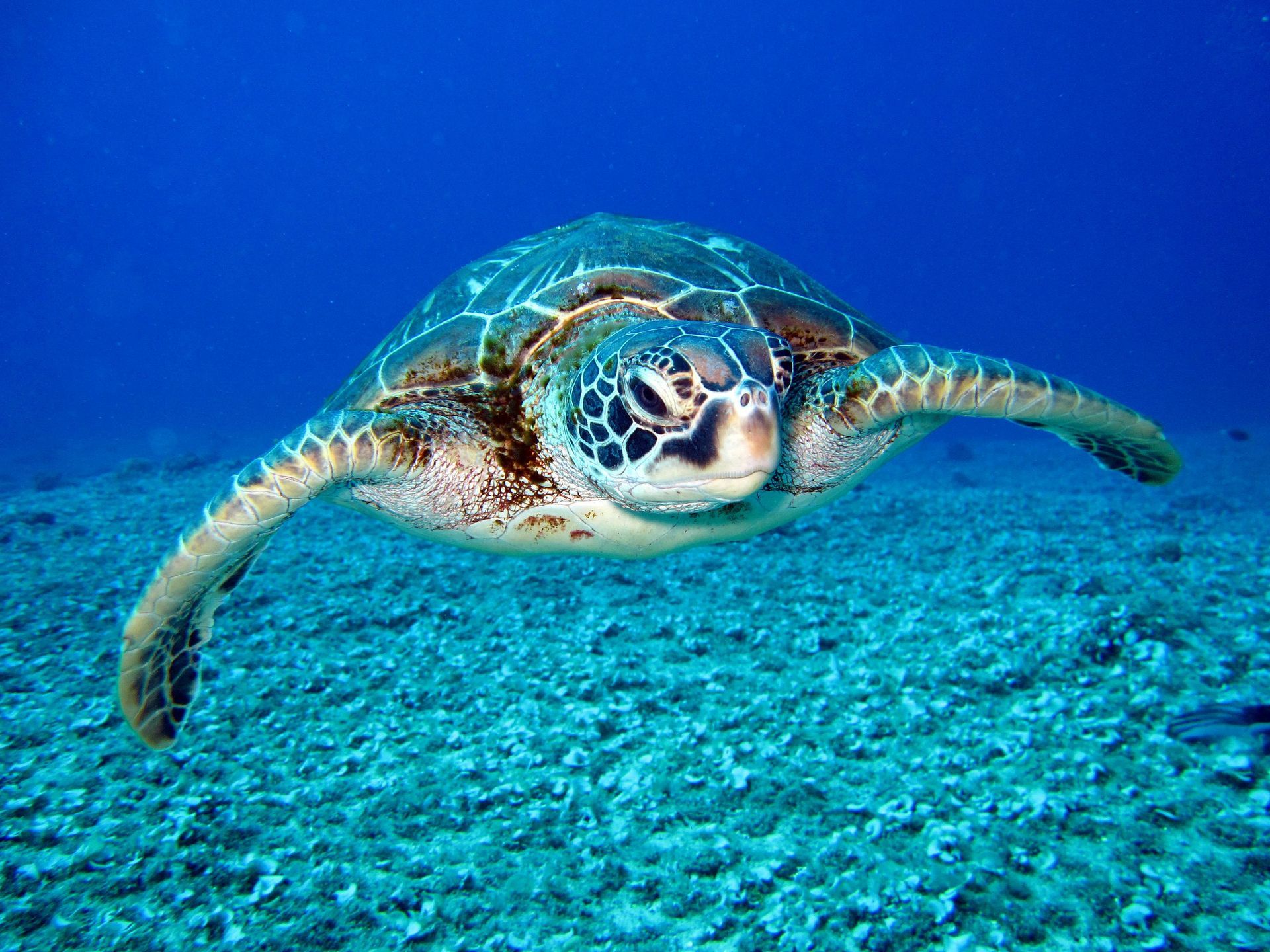 A sea turtle is swimming in the ocean.