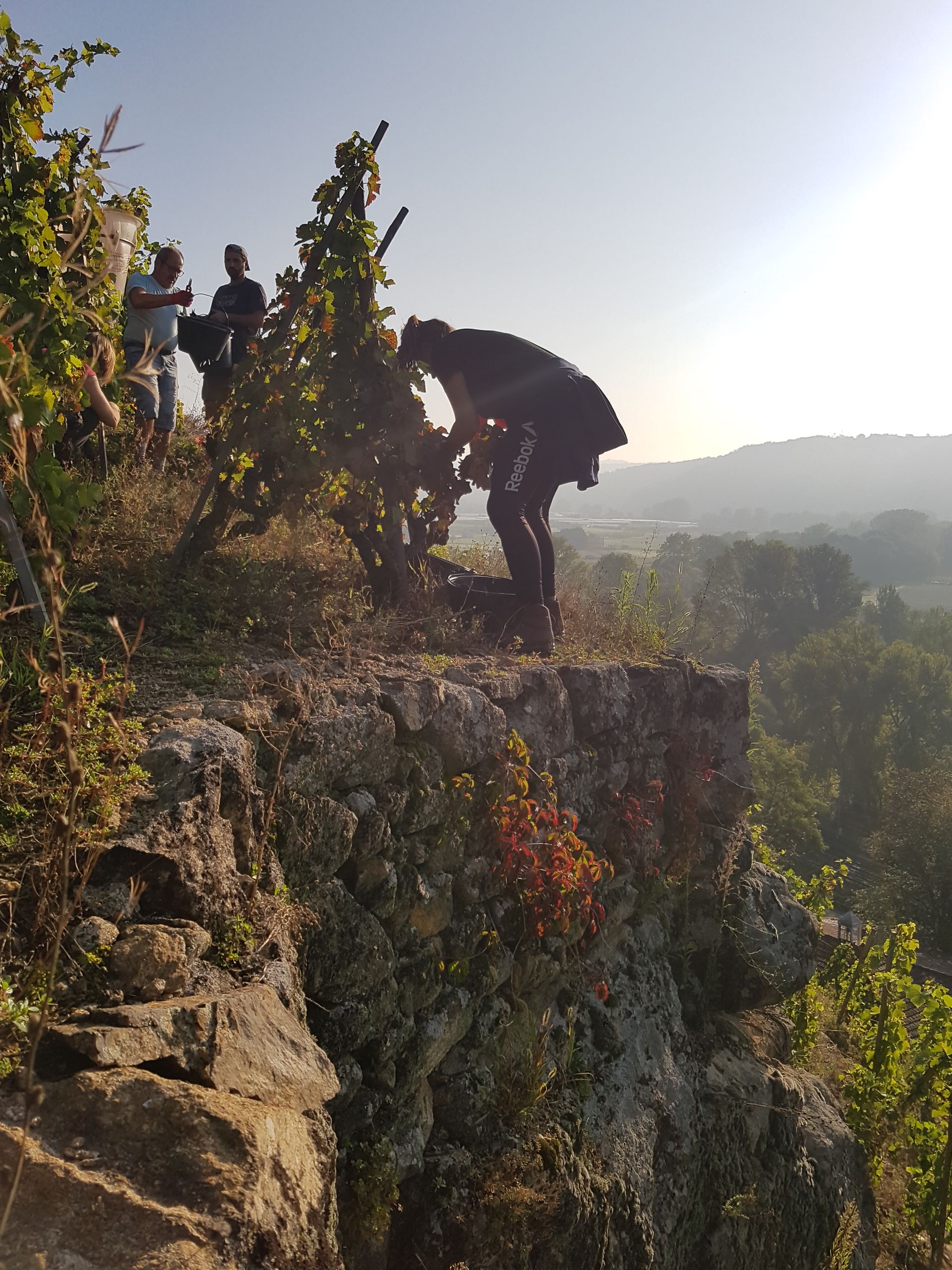 Le Domaine Duclaux En Appellation C Te R Tie En Images Et En Vid Os