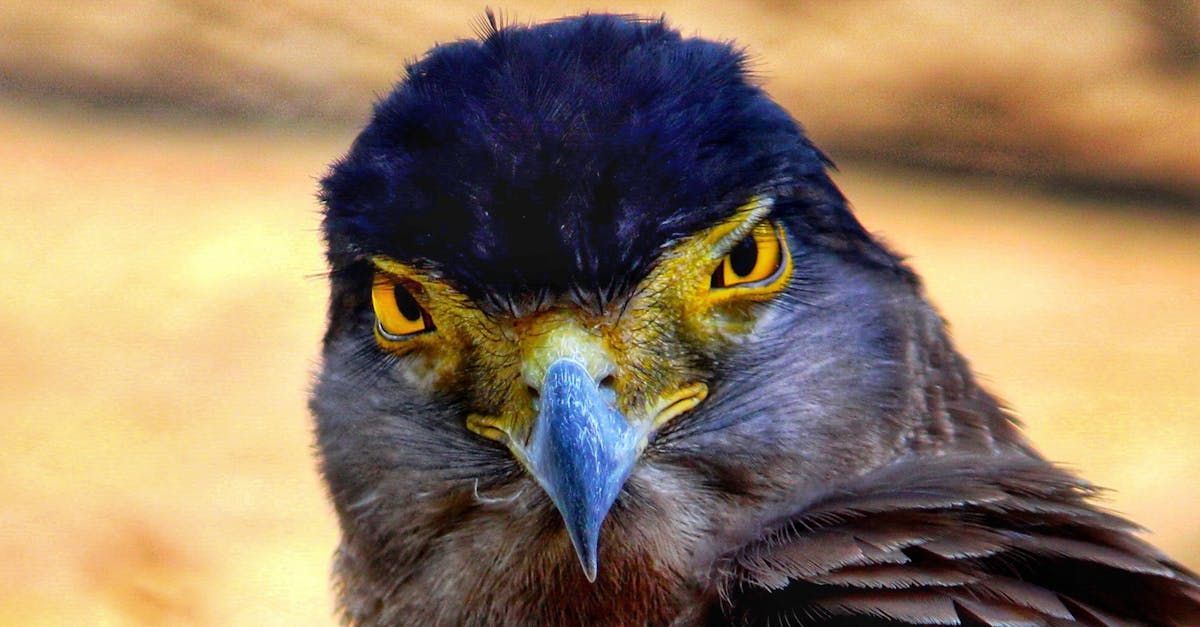 A close up of a bird with a blue beak and yellow eyes.