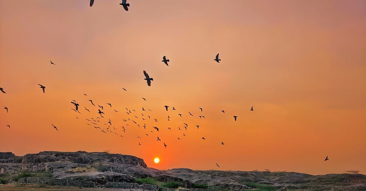 A flock of birds are flying in the sky at sunset.