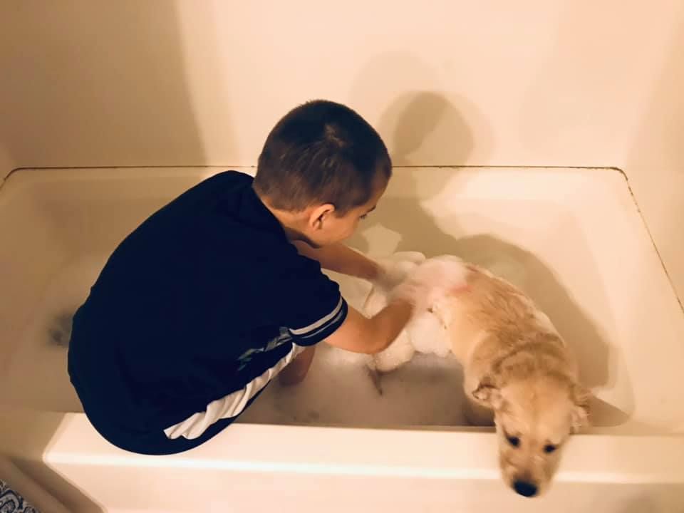 bathing golden puppy