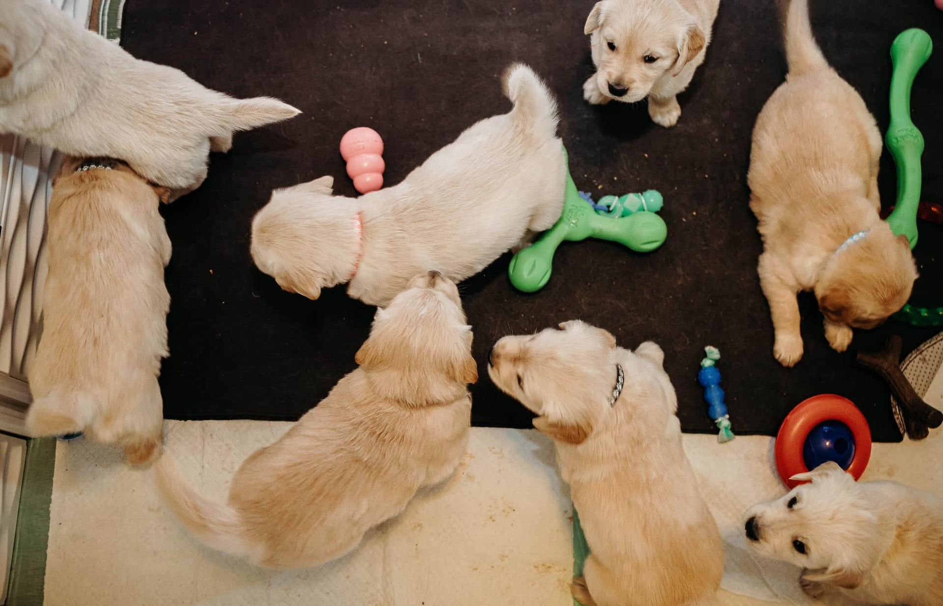 turissini golden puppies