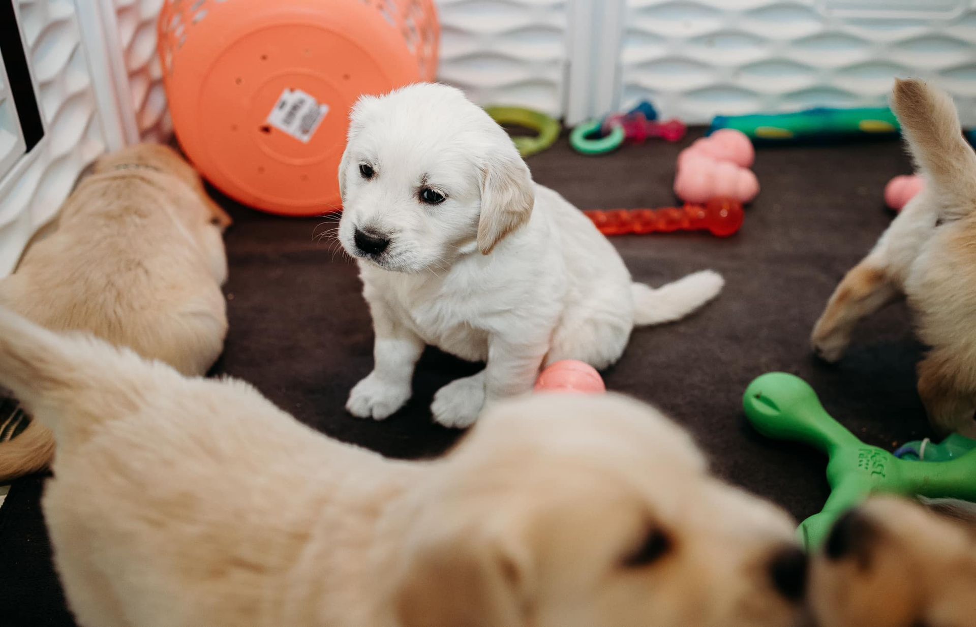 cute golden puppy