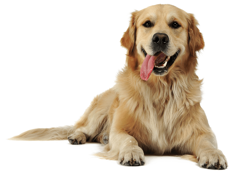 golden retriever adult