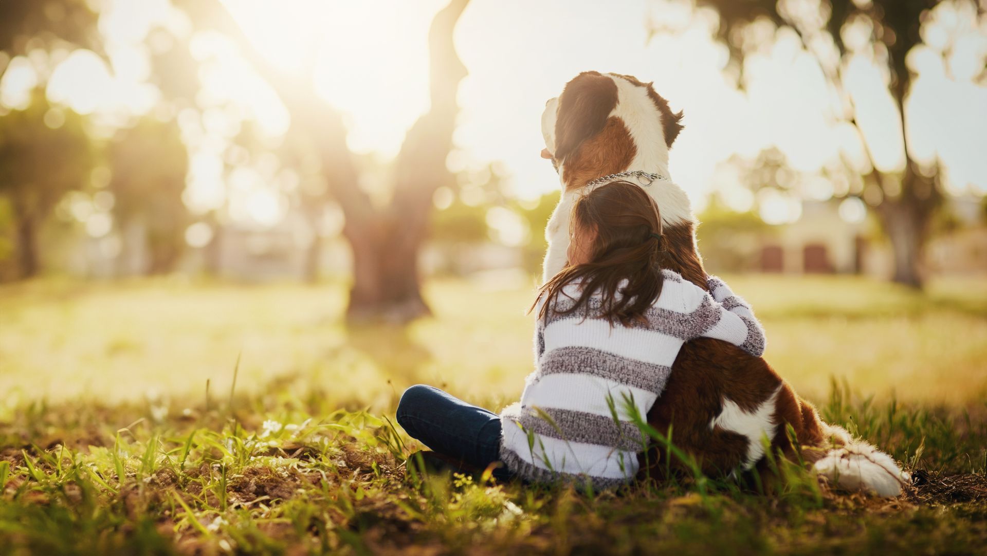 A child sits in a grassy park at sunset, hugging a large, brown and white dog from behind.