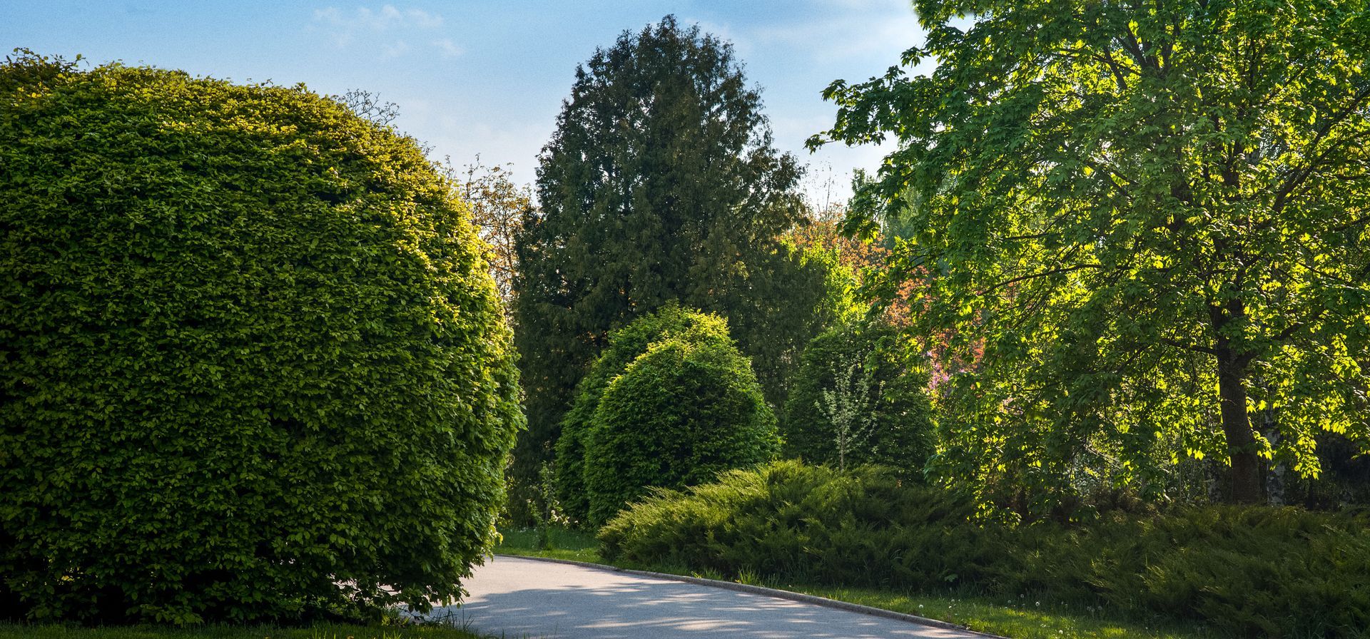 A Tree-Lined Road. Elite Outdoor Solutions Keeps Your Trees Healthy With Our Treecare Services.