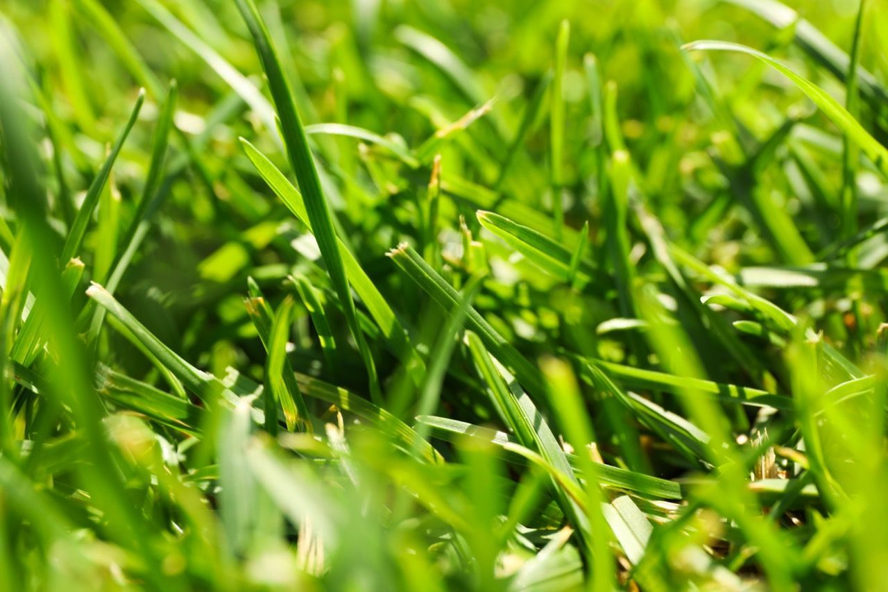 Elite Outdoor Solutions: Your Trusted Partner For A Perfectly Maintained Lawn.