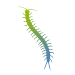 icona processionaria