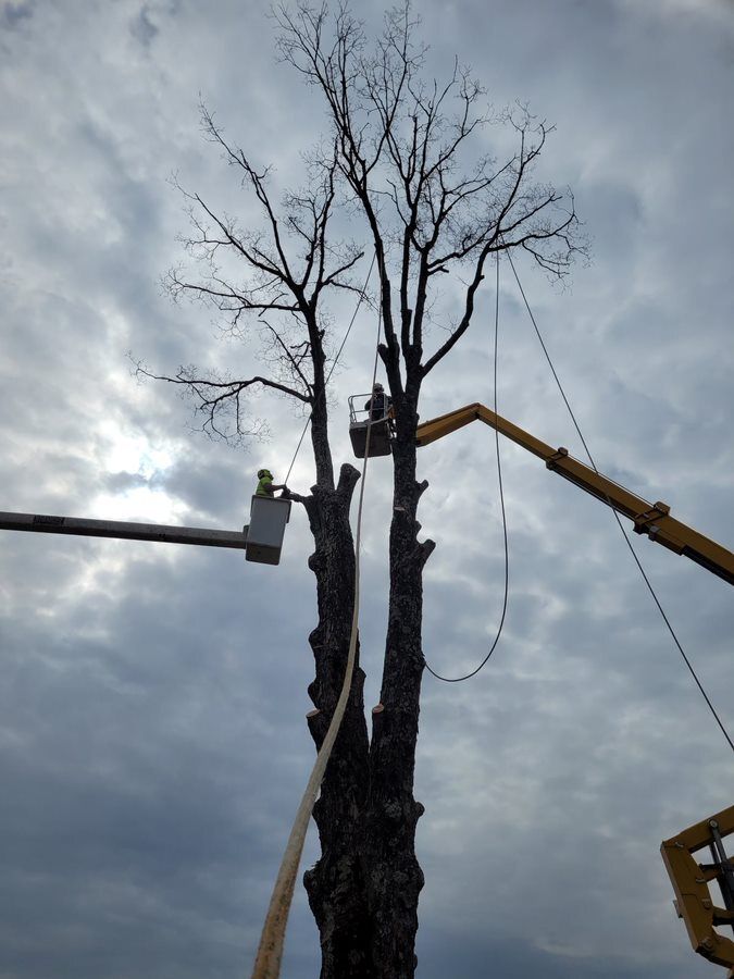 A man in a bucket is cutting a tree with a crane — Cross Junction, VA — Smelser's Tree Service LLC