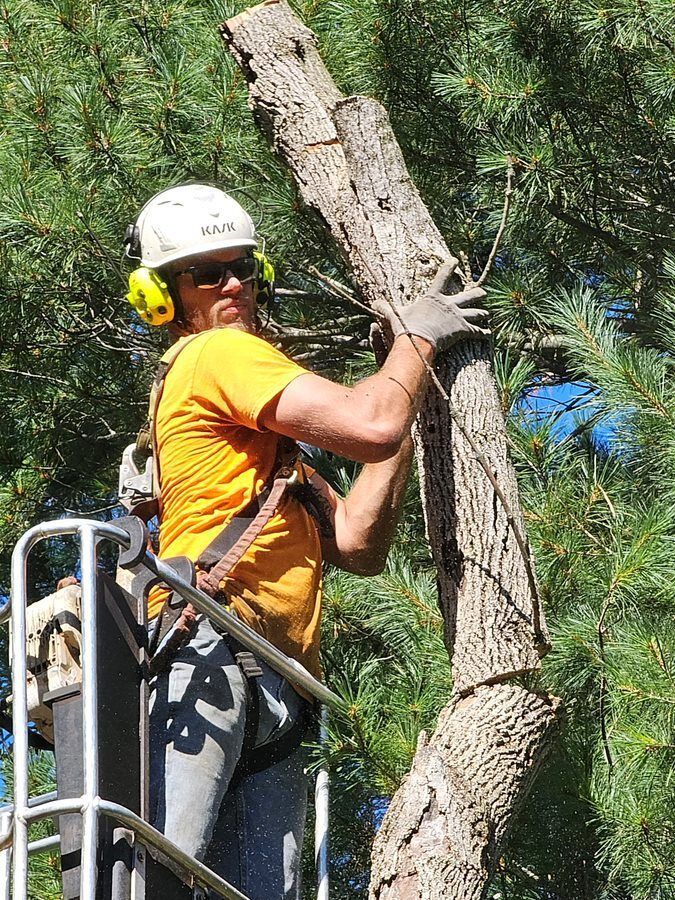 A man is standing on a bucket cutting a tree — Cross Junction, VA — Smelser's Tree Service LLC