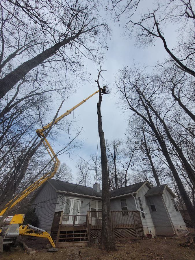 Large tree in front of the house — Cross Junction, VA — Smelser's Tree Service LLC