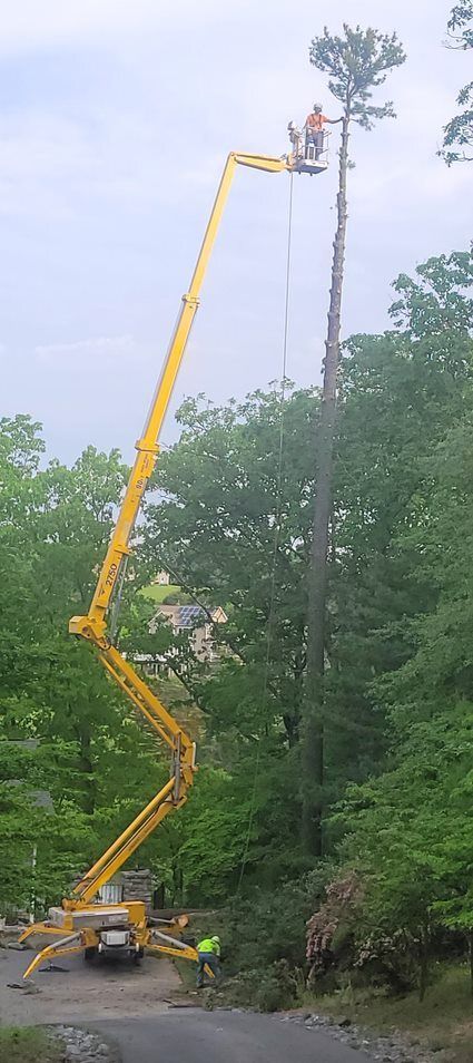 Tree service company removing the tree — Cross Junction, VA — Smelser's Tree Service LLC