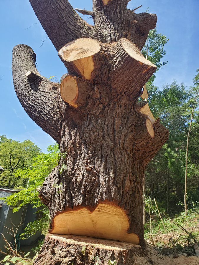 Large tree — Cross Junction, VA — Smelser's Tree Service LLC