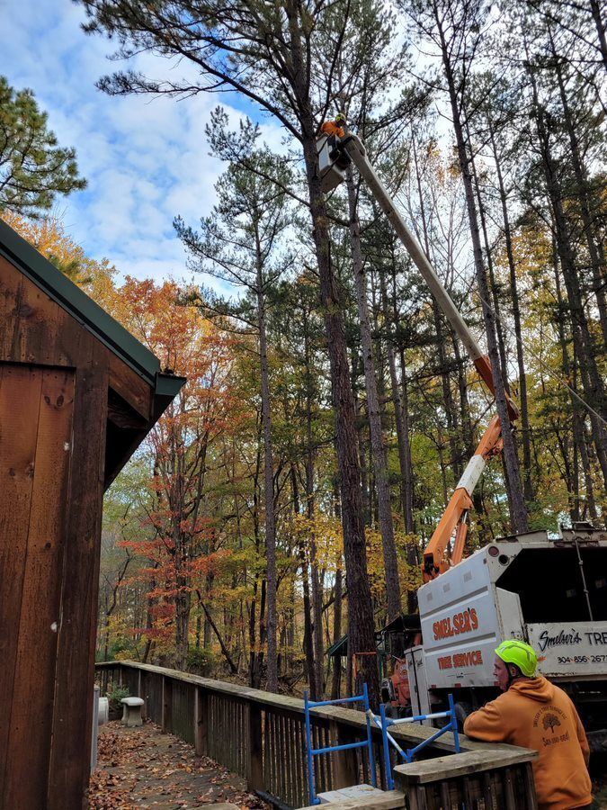 A man is working on a tree with a crane in the woods — Cross Junction, VA — Smelser's Tree Service LLC