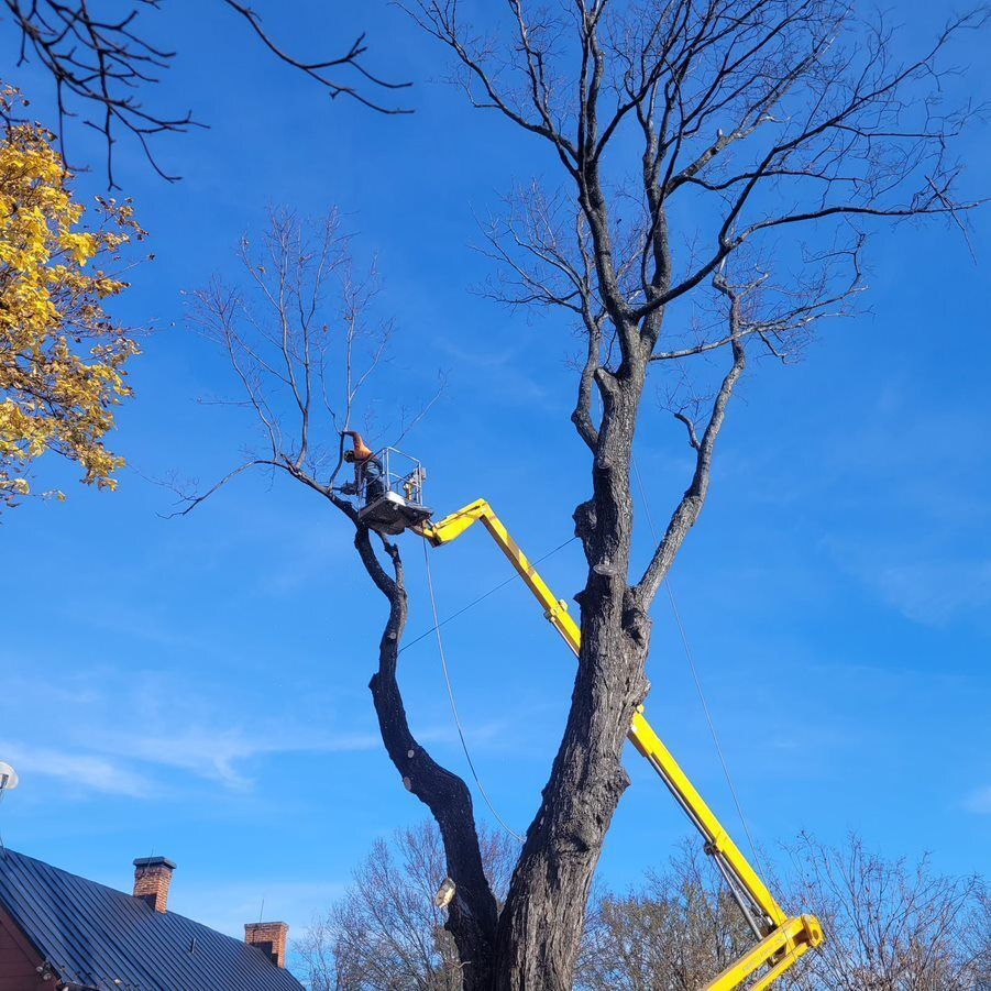 A man on a crane is cutting a tree — Cross Junction, VA — Smelser's Tree Service LLC