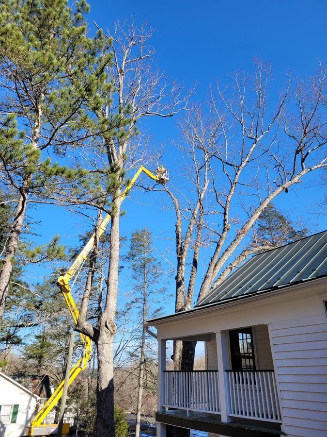 Cutting a tall tree — Cross Junction, VA — Smelser's Tree Service LLC
