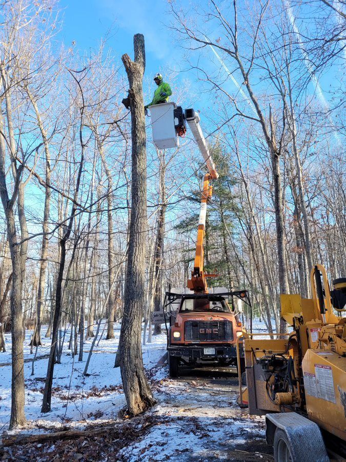 Cutting a tree — Cross Junction, VA — Smelser's Tree Service LLC