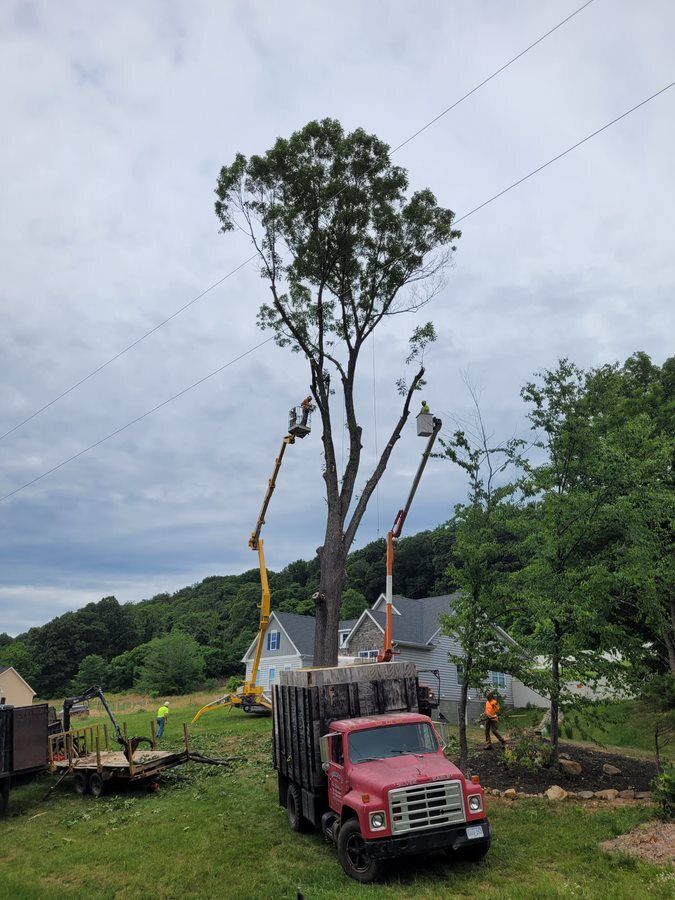 A red truck is carrying a large tree in a field — Cross Junction, VA — Smelser's Tree Service LLC