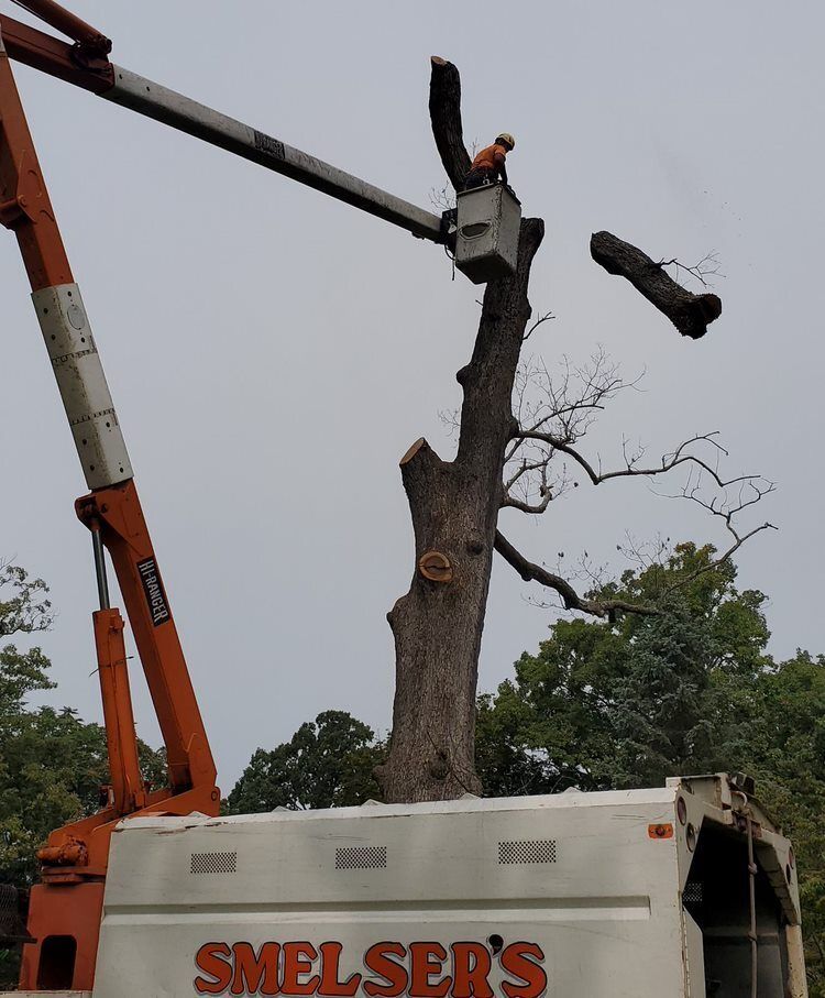 A smelser's truck is being used to remove a tree — Cross Junction, VA — Smelser's Tree Service LLC