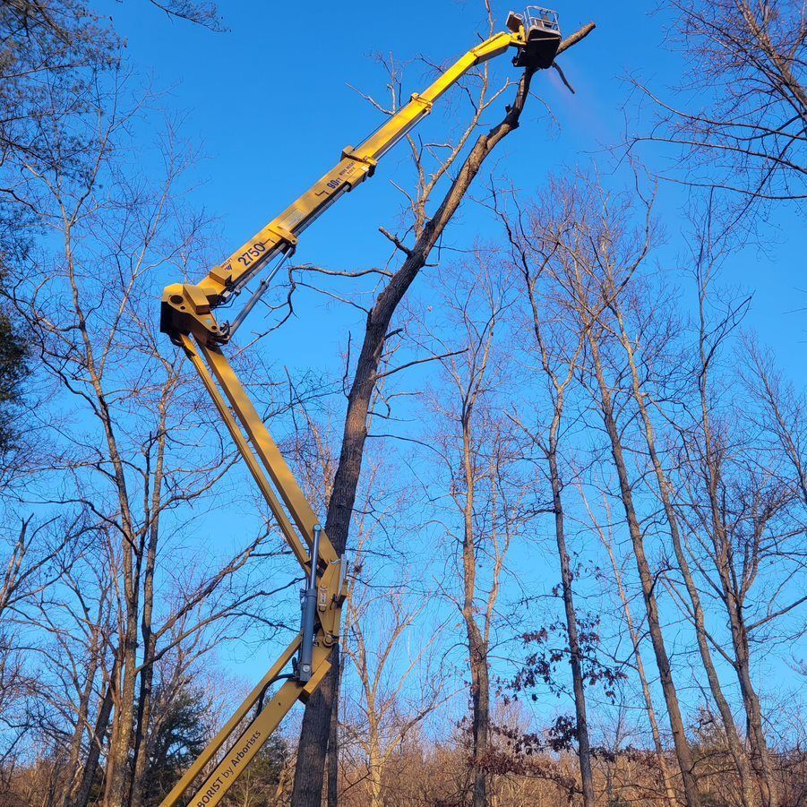 A yellow crane is cutting a tree in the woods — Cross Junction, VA — Smelser's Tree Service LLC