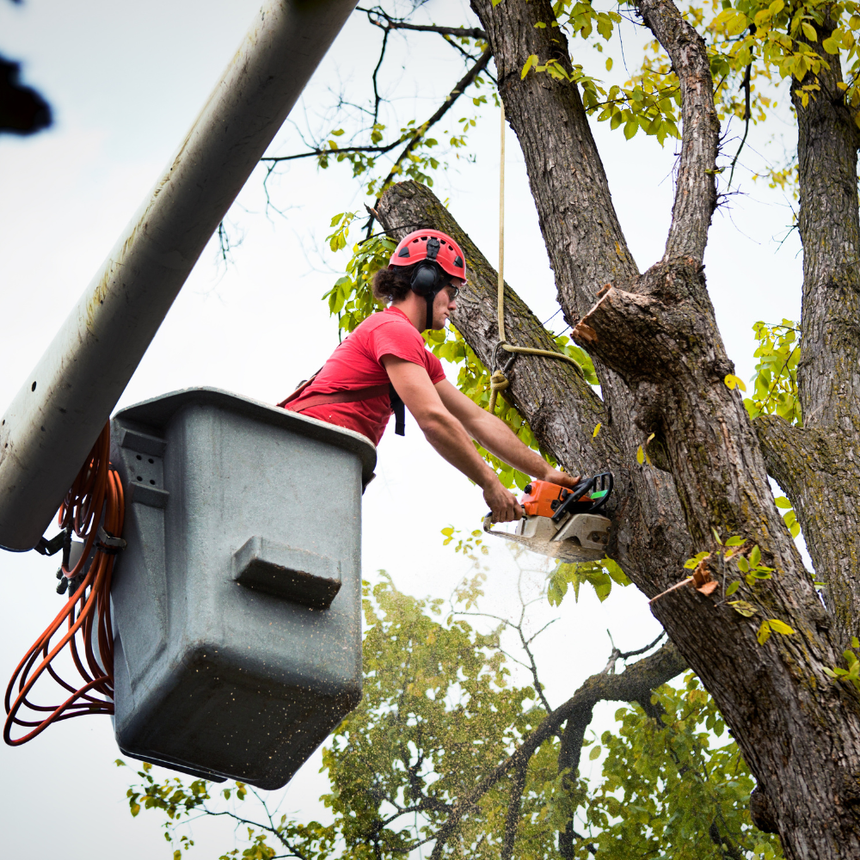 Worker in a red shirt and helmet trimming tree branches from a bucket lift.