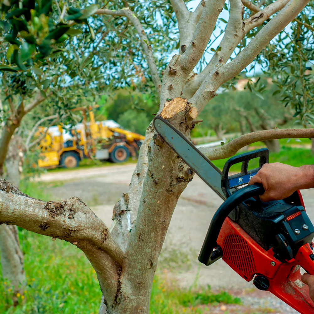 Tree trimming professional using red chainsaw on tree branch in Austin TX