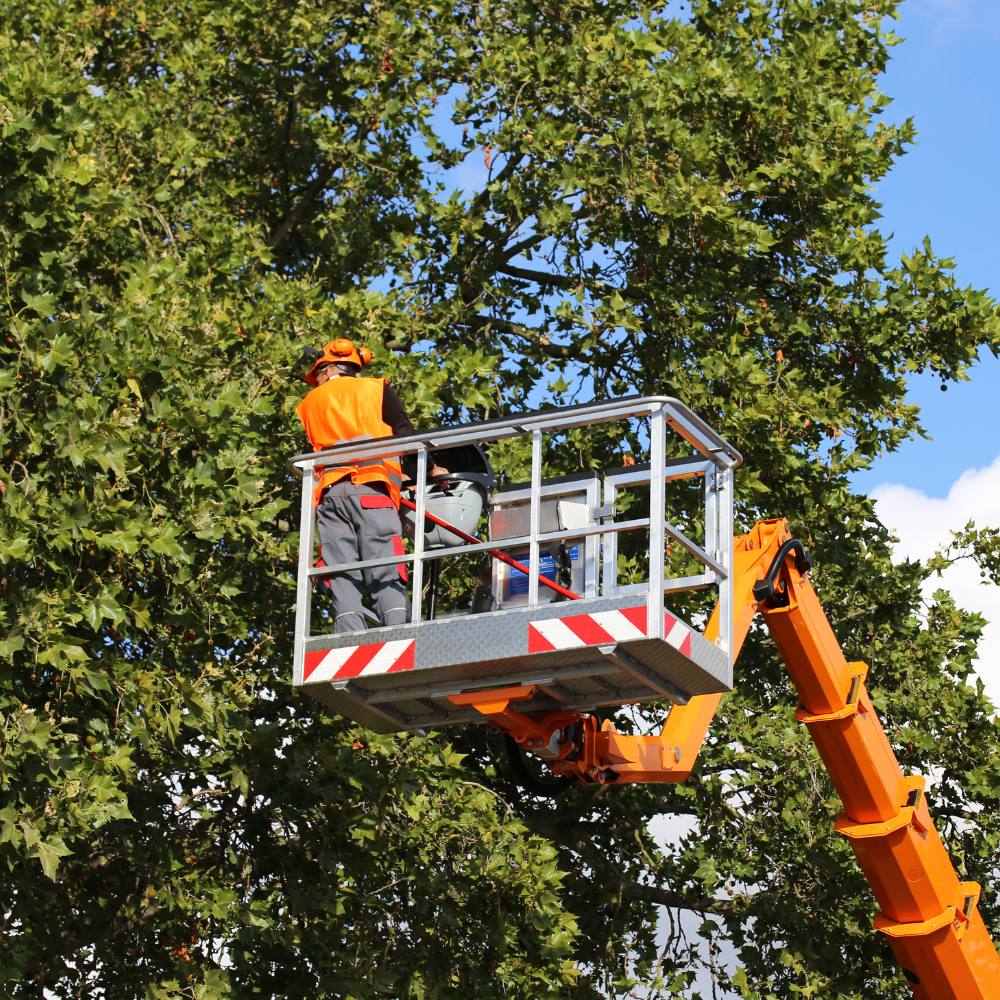 Carlo's Tree Service crew in safety gear using bucket lift to trim tree canopy